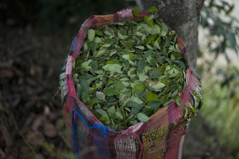 A sack of harvested coca leaves sits on a field in the Micay Canyon, southwestern Colombia, Tuesday, Aug. 13, 2024. The Micay Canyon, which plays a key role in the illicit trade of both drugs and weapons, connects the Andes mountains and the Pacific Ocean along dozens of remote trails used to bring cocaine to small ports where it is loaded unto homemade submarines heading to Central America. (AP Photo/Fernando Vergara)