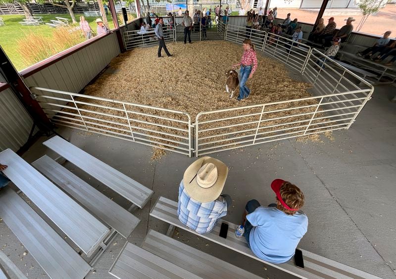 Spectators take in a livestock show at the Niobrara County Fair in Lusk, Wyo., on July 31, 2024. (AP Photo/Thomas Peipert)