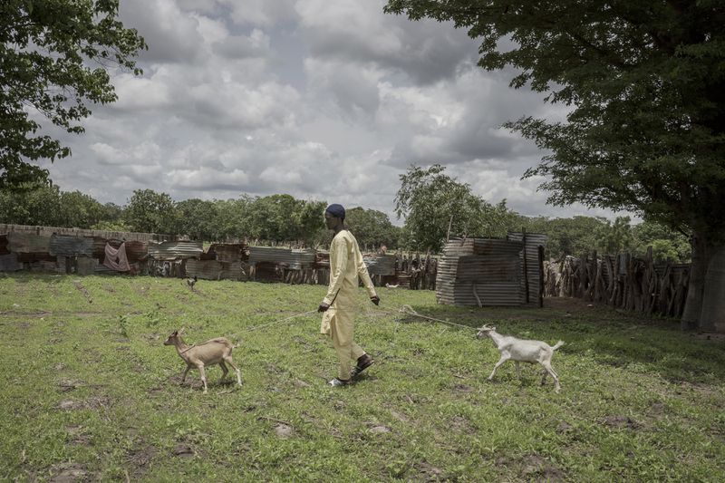 Pateh Manjang herds his brother's goats in the in Kwinella village, Gambia, on July 27, 2024. He attempted to migrate to Europe but only made it as far as Tunisia, where he accepted support from the IOM to return home. (AP Photo/Annika Hammerschlag)