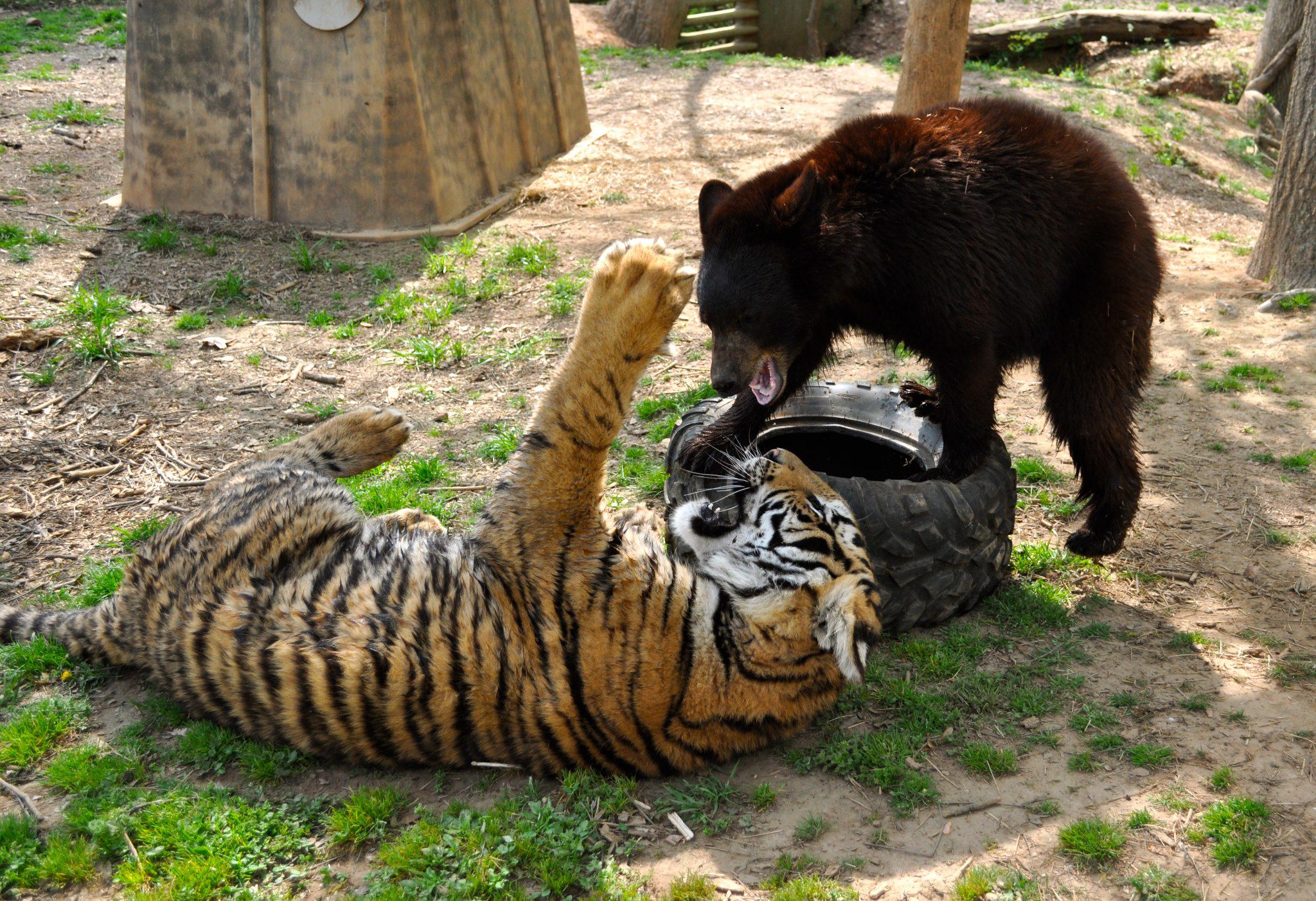 grizzly bear vs tiger