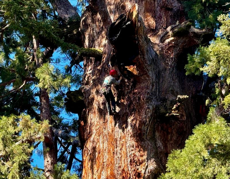 A researcher examines General Sherman, the world's largest tree, in Sequoia National Park, Calif. on Tuesday, May 21, 2024. The research team inspected the 275-foot tree for evidence of bark beetles, an emerging threat to giant sequoias. (AP Photo/Terry Chea)