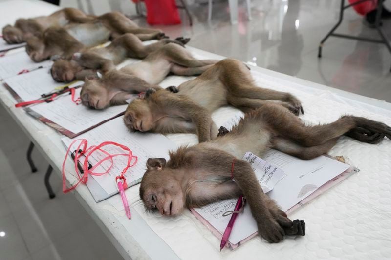 Monkeys sleep on a table after being anesthetized in Lopburi Province, north of Bangkok, Thailand, Friday, May 24, 2024. A Thai town, run ragged by its ever-growing population of marauding wild monkeys, began the fight-back, Friday, using trickery and ripe tropical fruit. (AP Photo/Sakchai Lalit)