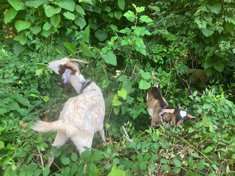 A herd of goats are helping to reduce an invasive species on Maclellan Island. (Photo Courtesy of Andrew Wilkins)