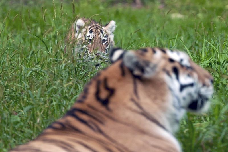 Three-month-old Amur tiger cubs Amaliya explores her outdoor enclosure for the first time with her mother Dari at the Minnesota Zoo in Apple Valley, Minn. on Wednesday, Sept. 11, 2024. (AP photo/Mark Vancleave)