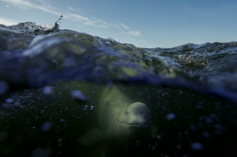 A beluga whale swims through the Churchill River, Monday, Aug. 5, 2024, near Churchill, Manitoba. (AP Photo/Joshua A. Bickel)