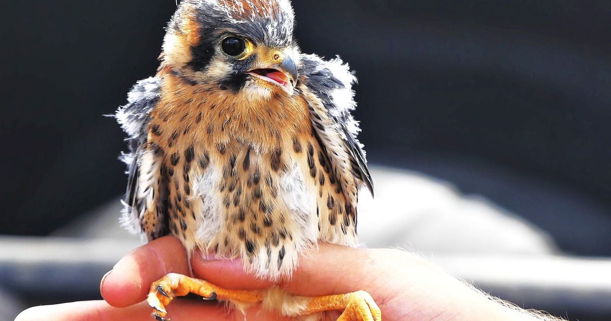 cute baby falcon
