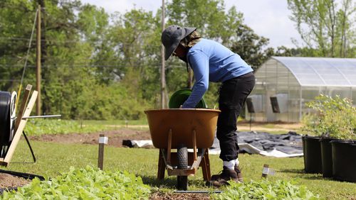 This photo provided by Sipp Culture shows farm apprentice Kira Cummings working on the Sipp Culture Community Farm in Utica, Miss., on April 21, 2022. Grocery stores in the area closed, so residents came together with the nonprofit Sipp Culture to create a community farm and commercial greenhouse. (Sipp Culture via AP