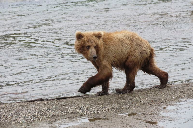 This image provided by the National Park Service shows 806's yearling at Katmai National Park in Alaska on July 5, 2024. (T. Carmack/National Park Service via AP)