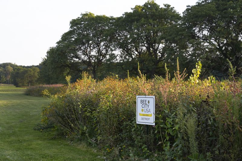 A Bee City USA sign is displayed in a meadow in Detroit, Tuesday, Sept. 10, 2024. (AP Photo/Paul Sancya)