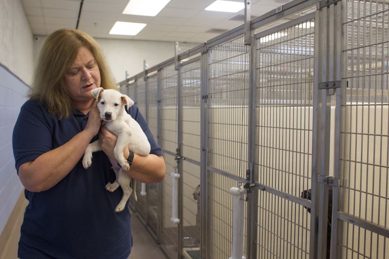 A Georgia senator is trying to keep local governments from banning stores from selling pets. Several Georgia municipalities have banned pet sales, urging people to instead adopt the animals. Rebecca Guinn, holds Casper, a pit bull puppy, at DeKalb County Animal Services in Chamblee, Georgia, on Monday, Oct. 2, 2017.(CASEY SYKES / CASEY.SYKES@AJC.COM)