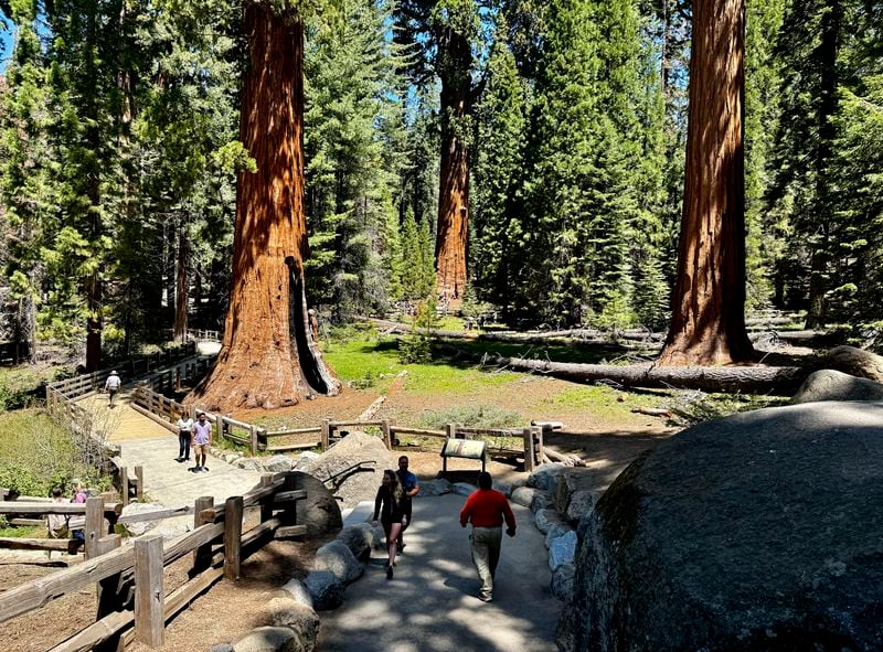 Visitors walk in a giant sequoia grove near General Sherman, the world's largest tree, in Sequoia National Park, Calif. on May 21, 2024. A research team inspected the 275-foot tree for evidence of bark beetles, an emerging threat to giant sequoias. (AP Photo/Terry Chea)