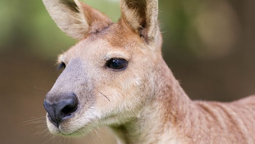 a kangaroo, like the one pictured above, attacked a 9-year-old girl at Harmony Park Safari in Huntsville, Alabama. The girl needed stitches and is recovering from the traumatizing encounter.