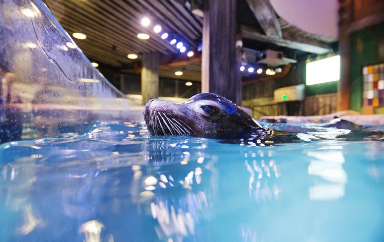 Sea Lions Alex & Josie Receive Surgery for Cataracts: PHOTOS - Georgia  Aquarium