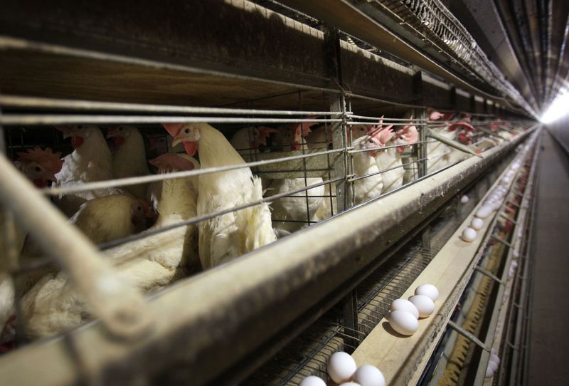 Chickens stand in their cages at a farm in Iowa, Nov. 16, 2009. (AP Photo/Charlie Neibergall, File)