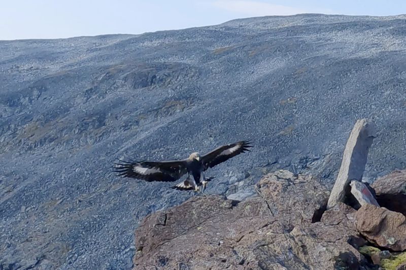 Photo taken on Thursday, Sept. 5, 2024 of the young golden eagle that attacked a toddler in Norway in what an ornithologist says is likely the bird’s in the fourth such attack on humans in the past week. The bird’s unusual aggression occurred over five days across a vast mountainous area of southern Norway. (Francis Ari Sture/NTB Scanpix via AP)