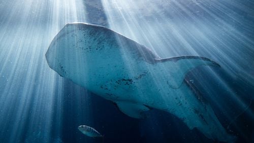 Alice, a whale shark acquired by the Georgia Aquarium in 2006, has died. Photo: courtesy Georgia Aquarium