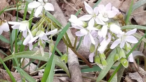 The Five Rivers MetroParks offers great views this time of year of wild flowers blooming, wildlife and flowing creeks. PHOTOS BY ANDREA GILLETTE