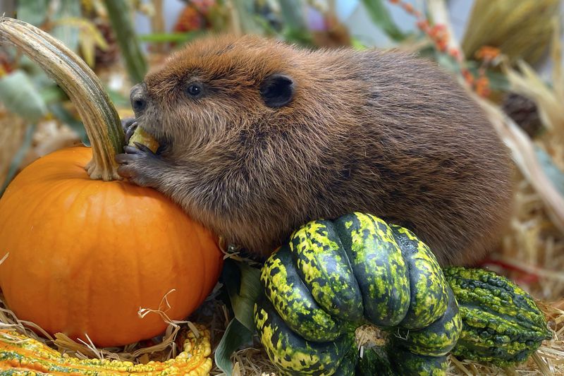 This photo provided by Newhouse Wildlife Rescue shows Nimi, a one-year-old beaver, at the Newhouse Wildlife Rescue in Chelmsford, Mass., in approximately 2023. (Jane Newhouse/Newhouse Wildlife Rescue via AP)