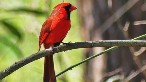 Northern cardinals like this one may leave their nests two weeks after hatching to strike out on their own. Their departure is known as post-breeding dispersal. (Charles Seabrook for The Atlanta Journal-Constitution)