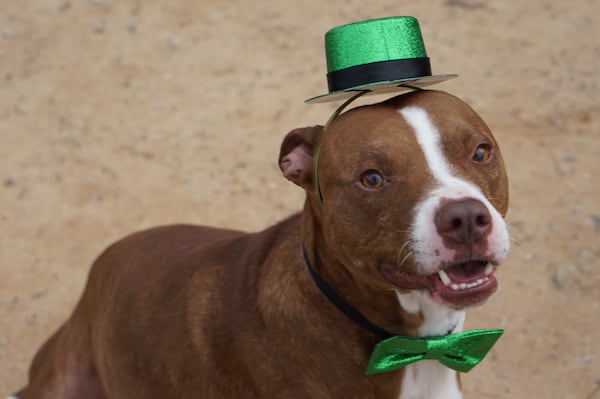 Blaze, a male 2-year-old, is available at Fulton County Animal Services through ID # A488192.