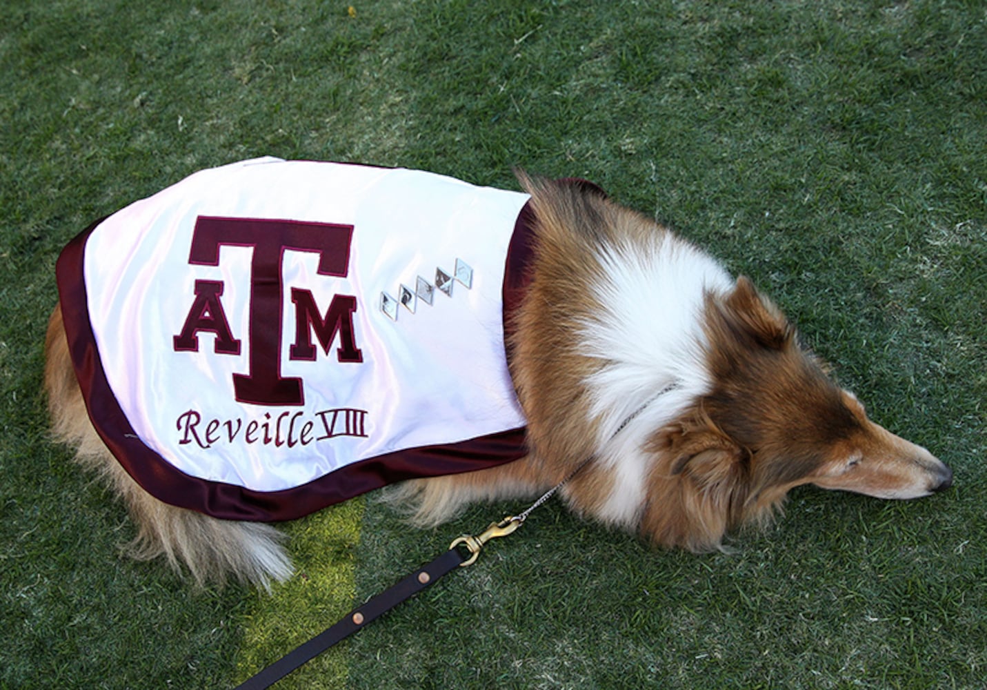 Texas A&M Aggies