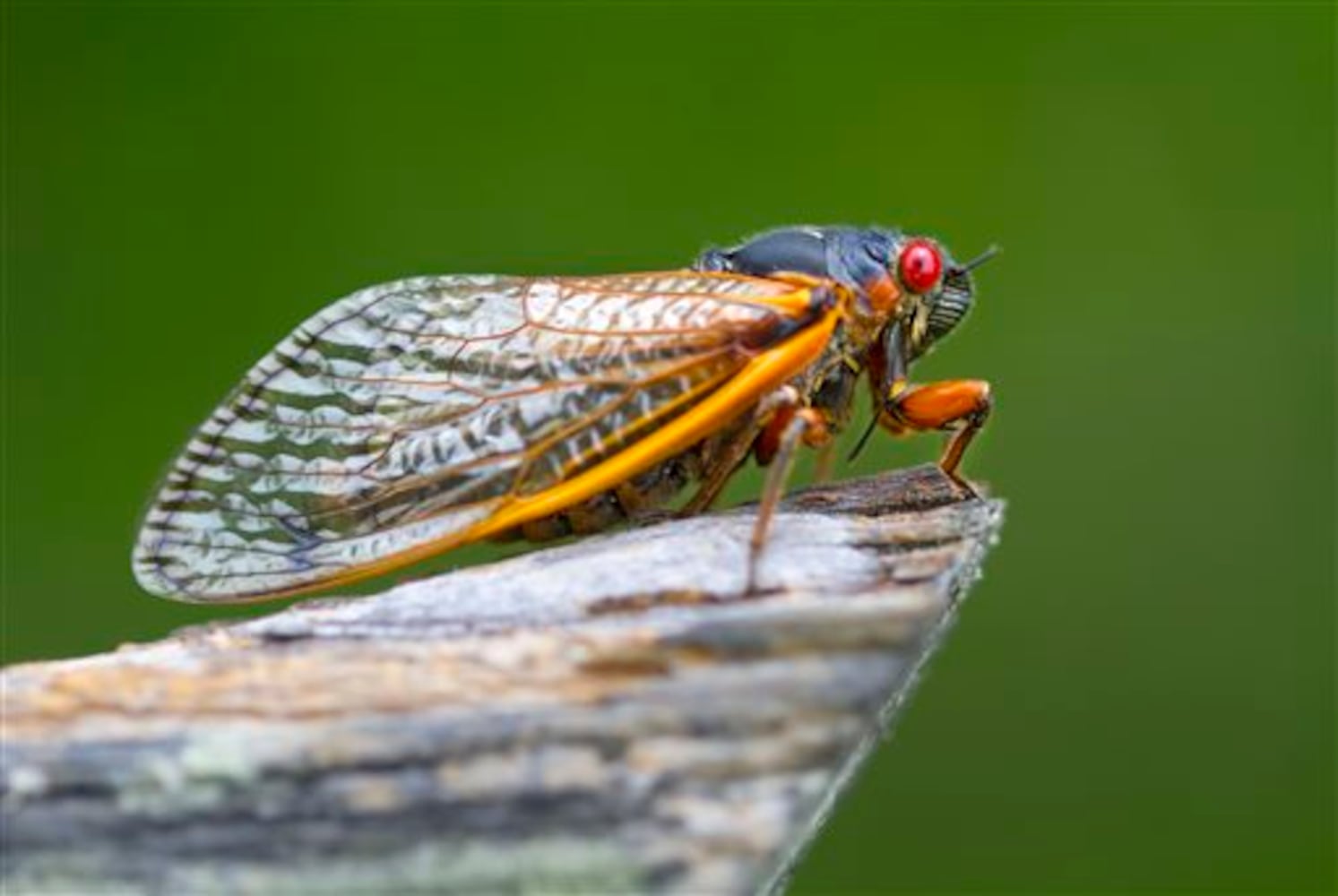 17-year cicadas