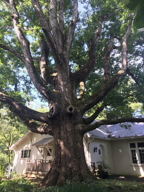 This white oak, which is five feet in diameter, sits for now in Lost Corner Preserve, a 24-acre park in Sandy Springs. The city recently announced that it must remove the tree because it is a safety hazard. (Ben Brasch/AJC)