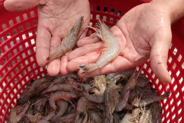 Sweet, tender Georgia white shrimp is highly desired by chefs.
Contributed by Eric Dusenbery