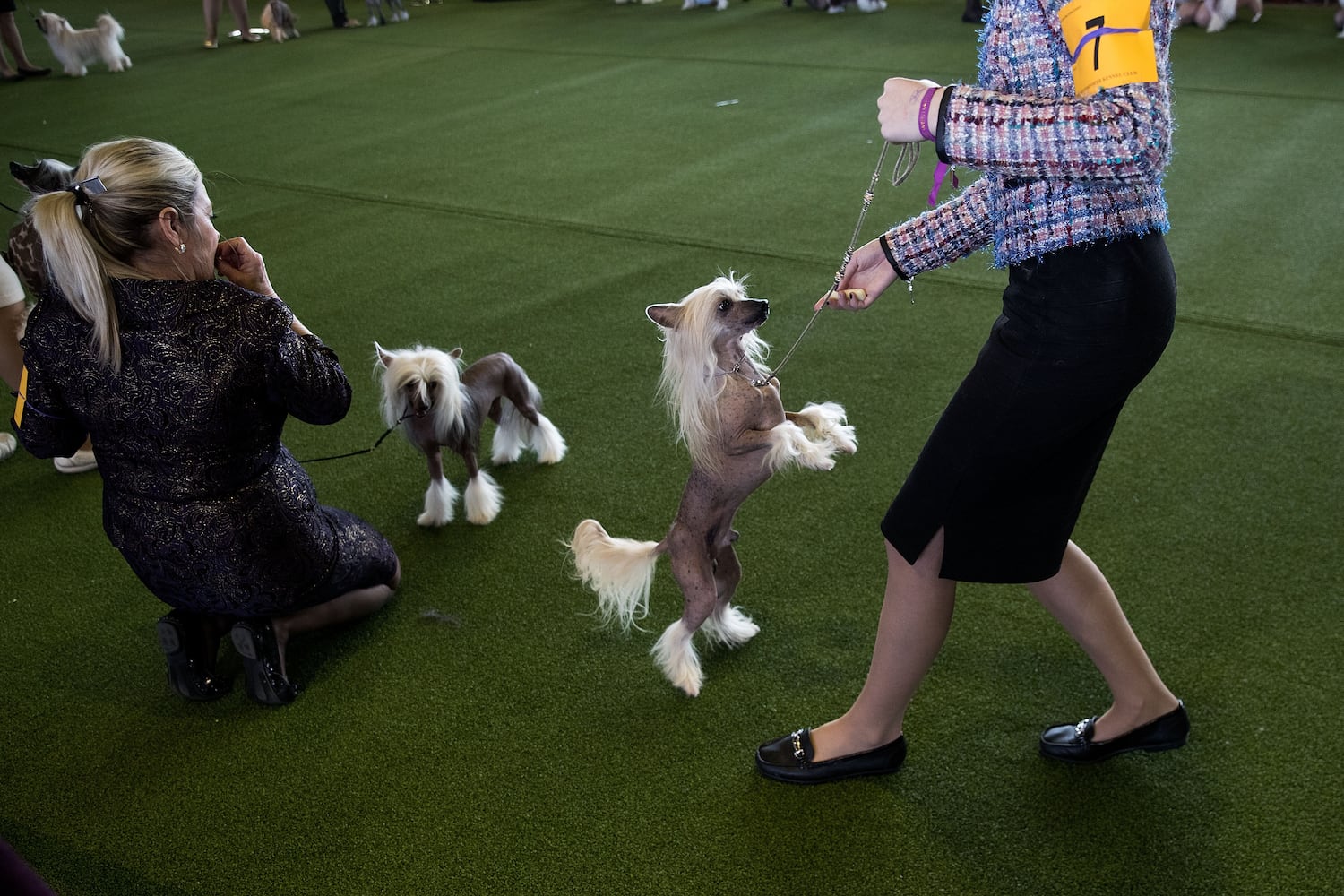 2017 Westminster Dog Show