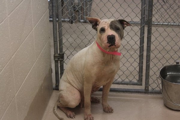 Photos courtesy of Gwinnett County Animal Shelter.