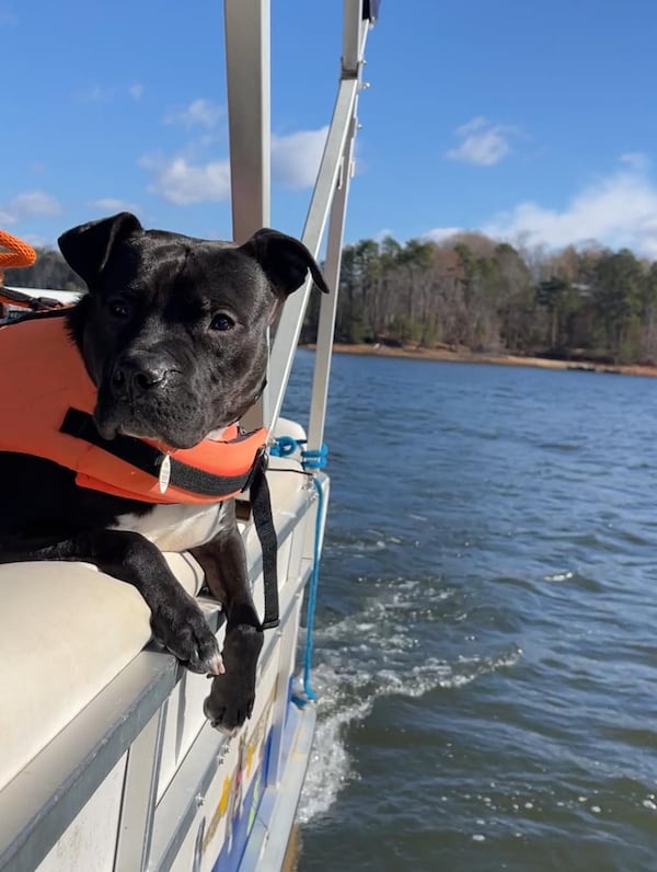 Ride a pontoon with your dog and stop to let the pup explore some of
Lake Lanier’s islands during a tour from Best Friends on the Lake.