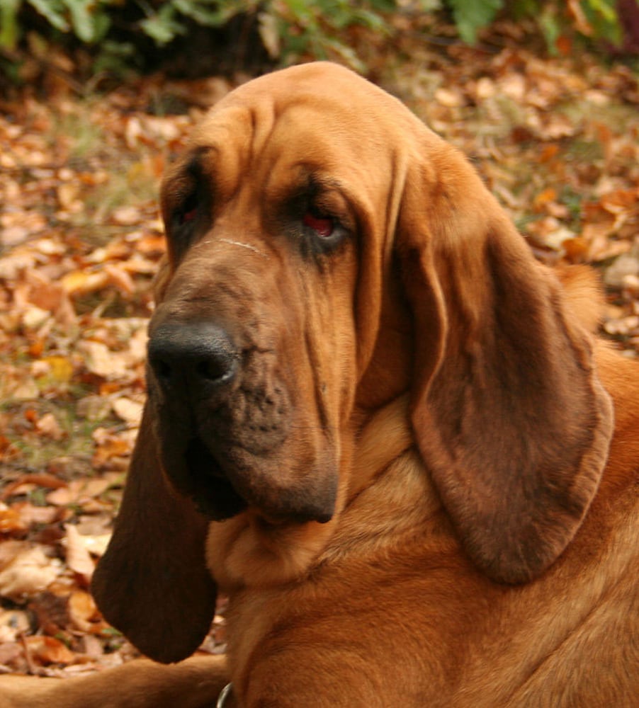 17 least-intelligent dog breeds