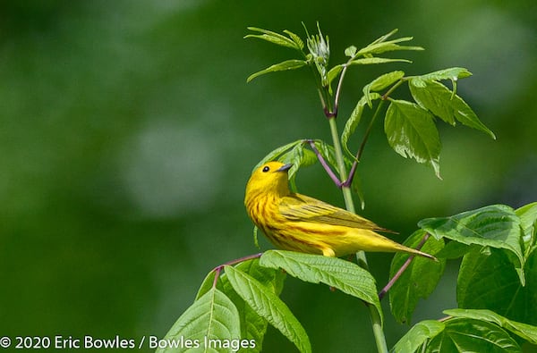 The Yellow Warbler migrant is known for its extensive, melodious song repertoire. They can be found near the water or in thickets. Explore an array of sounds online at allaboutbirds.org. Courtesy of Eric Bowles/Bowles Images