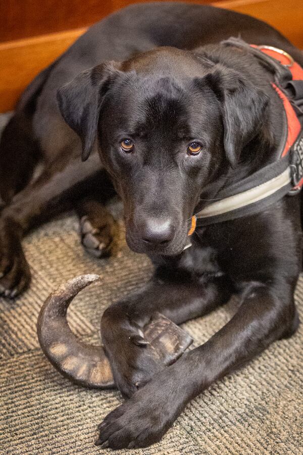 Chief Judge Ural Glanville's service dog, Jack, relaxes in the judge's office on Tuesday, Sept. 26, 2023.  (Steve Schaefer/steve.schaefer@ajc.com)