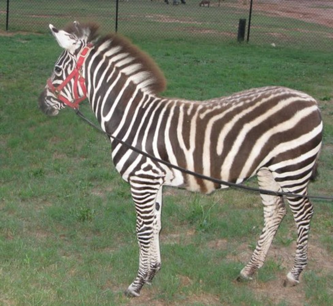 Evidence the zebra settles into his new home