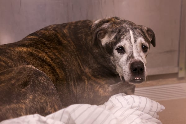 Dixie, a dog who is up for adoption, is shown in the kennels at the Dekalb County Animal Services in Chamblee on Dec. 19. DeKalb is finally building a ‘pet neighborhood’ to relieve the packed shelter. Jason Getz/AJC
