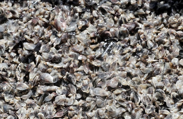 Hundreds of tiny oysters shine in the sunlight as Laura and Perry Solomon sort they at their floating farm in the Bull River.