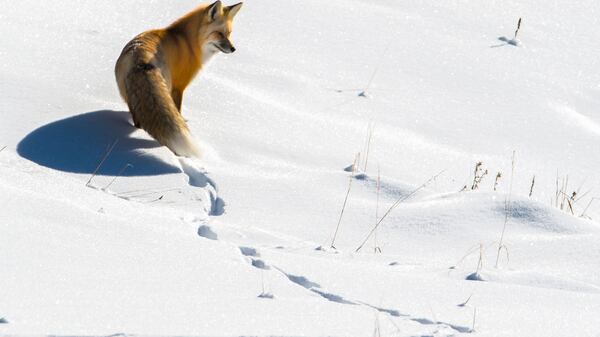 A fox searches for food in the snow along County Road 41 Sunday, Dec. 10, 2017, in State Forest State Park about 20 miles east of Walden, Colo.   (Christian Murdock/The Gazette/TNS)