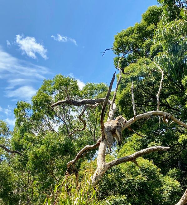 Marie Smith of Canton shared this photo she called "Sleepy Koala" from a trip to Phillip Island Koala Conservation Center in Australia on Feb. 2, 2020.