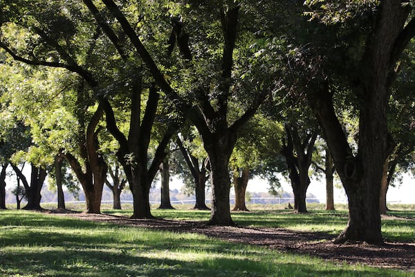 Morning light at Cason Anderson's 60-acre pecan orchard near Montezuma, Ga. (Eric Dusenbery for The Atlanta Journal-Constitution)