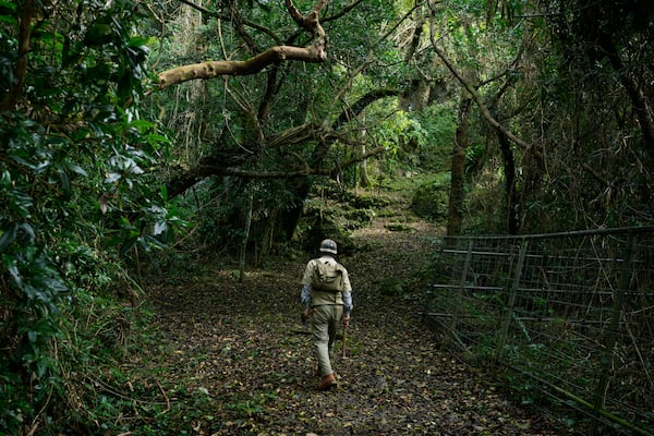 Takamatsu Gushiken walks towards a cave to search for the remains of those who died during the Battle of Okinawa towards the end of the World War II in 1945, in Itoman, on the main island of the Okinawa archipelago, southern Japan, Saturday, Feb. 15, 2025. (AP Photo/Hiro Komae)