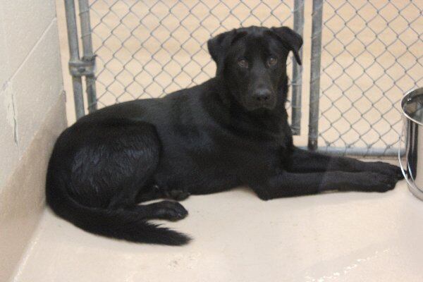 Photos courtesy Gwinnett County animal shelter.