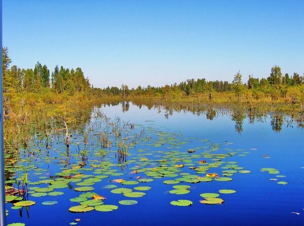 The Okefenokee Swamp in Georgia is one of the wettest places in the United States. It a decidedly different ecosystem from a western desert. (Photo by Charles Seabrook). HANDOUT PHOTO - NOT FOR RESALE