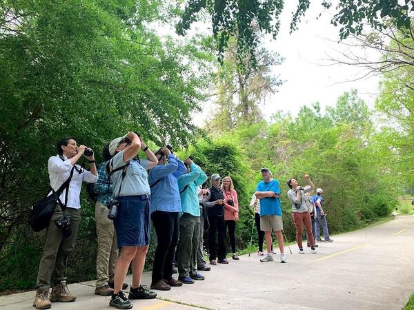 Learn about common birds of Mason Mill Park this Saturday.