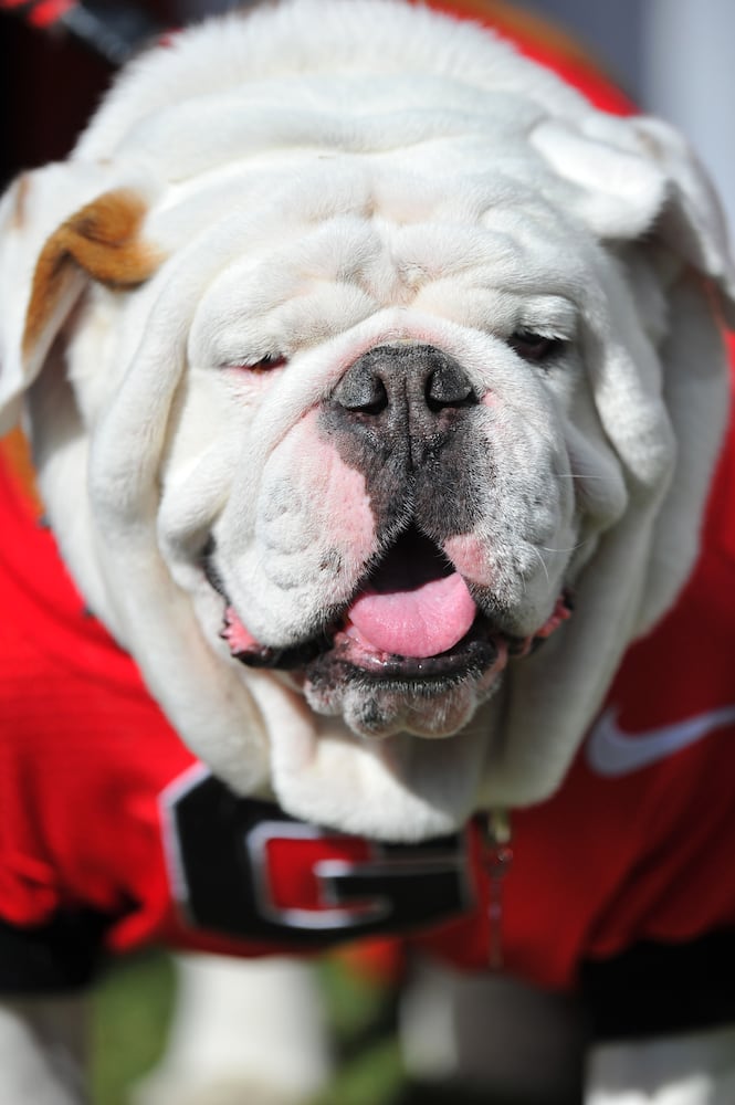 Georgia's Uga mascots