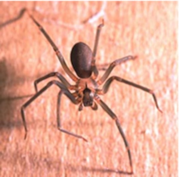 Brown recluse spider