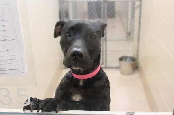 Photos courtesy of Gwinnett County animal shelter.