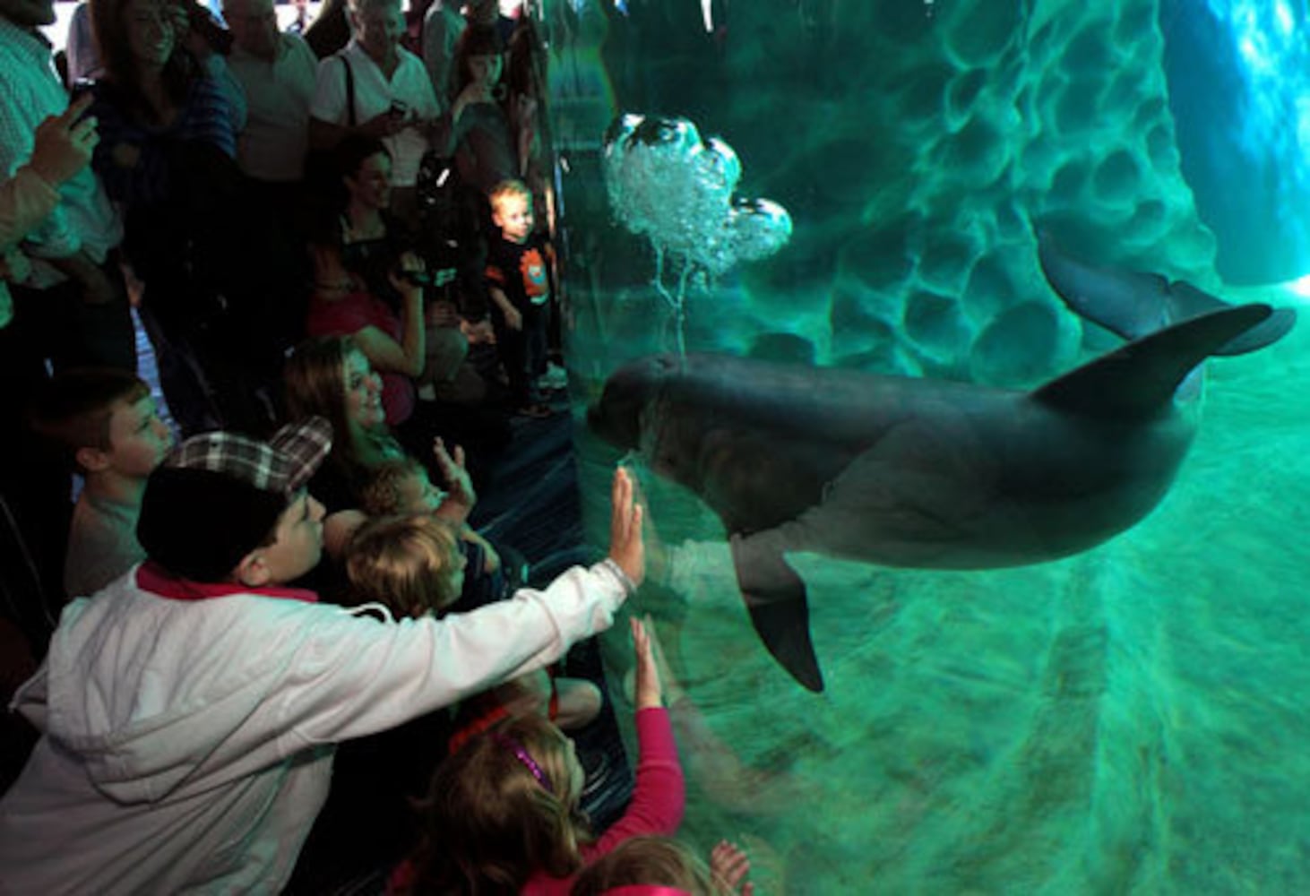 Dolphin exhibit opens at Georgia Aquarium