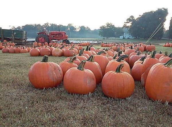 Warbington Farms in Cumming