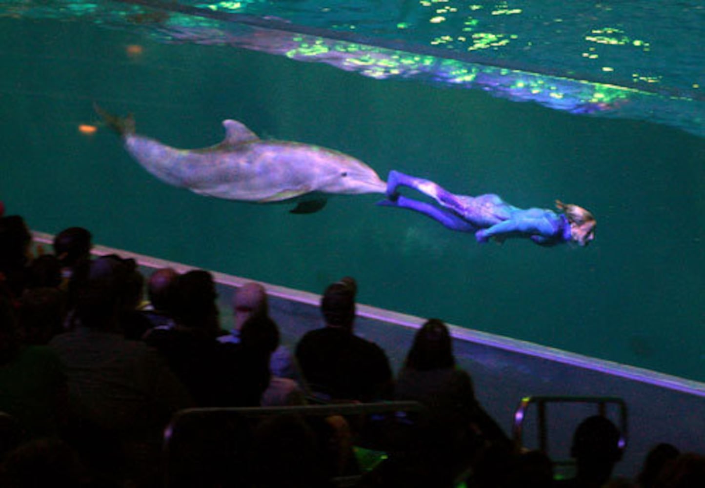 Dolphin exhibit opens at Georgia Aquarium